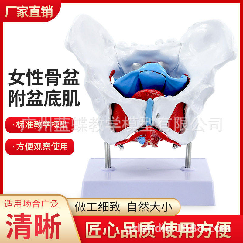 自然大女性骨盆模型 女性骨盆带盆底肌 分娩过程演示助产示教模型