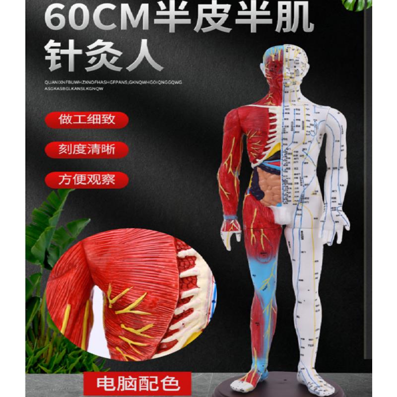 超清晰 人体针灸模型 半边肌肉模型 经络模型 穴位人 男模60CM