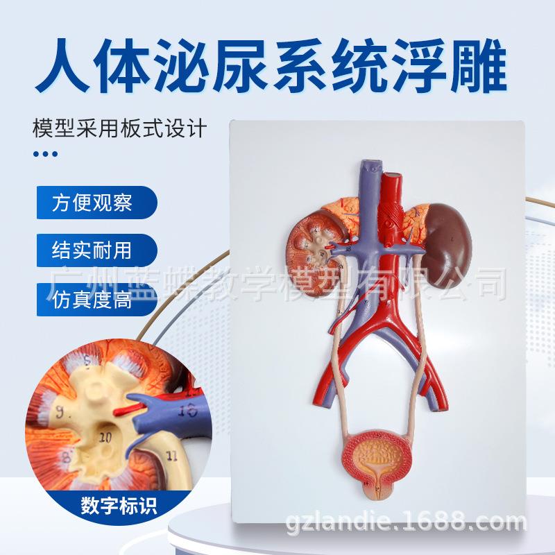 人体泌尿系统模型 肾 输尿管 膀胱尿道模型 医学泌尿科(浮雕)