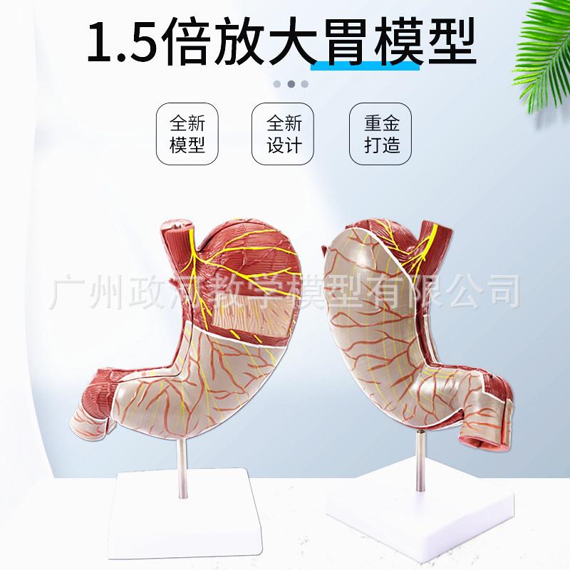 人体1.5倍胃解剖模型腹腔器官肌肉神经血管胃剖面模型 正常胃解剖