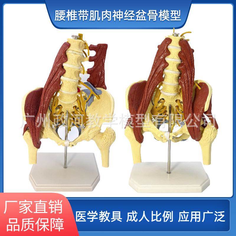 人体腰椎带肌肉骨盆模型 盆骨腰间盘突出 产妇盆底肌修复演示骶骨