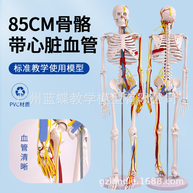 85CM高人体骨骼带心脏与血管骨架模型全身骨架人体模型成人小骷髅