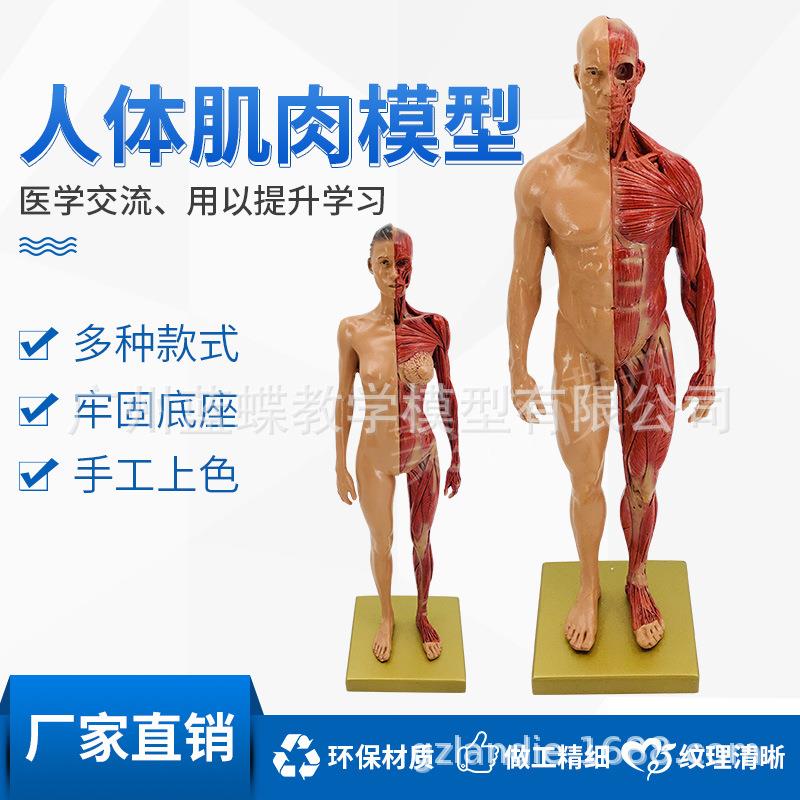 30cm艺用树脂 肌肉骨骼解剖人体模型结构美术模型 CG绘画雕塑教学