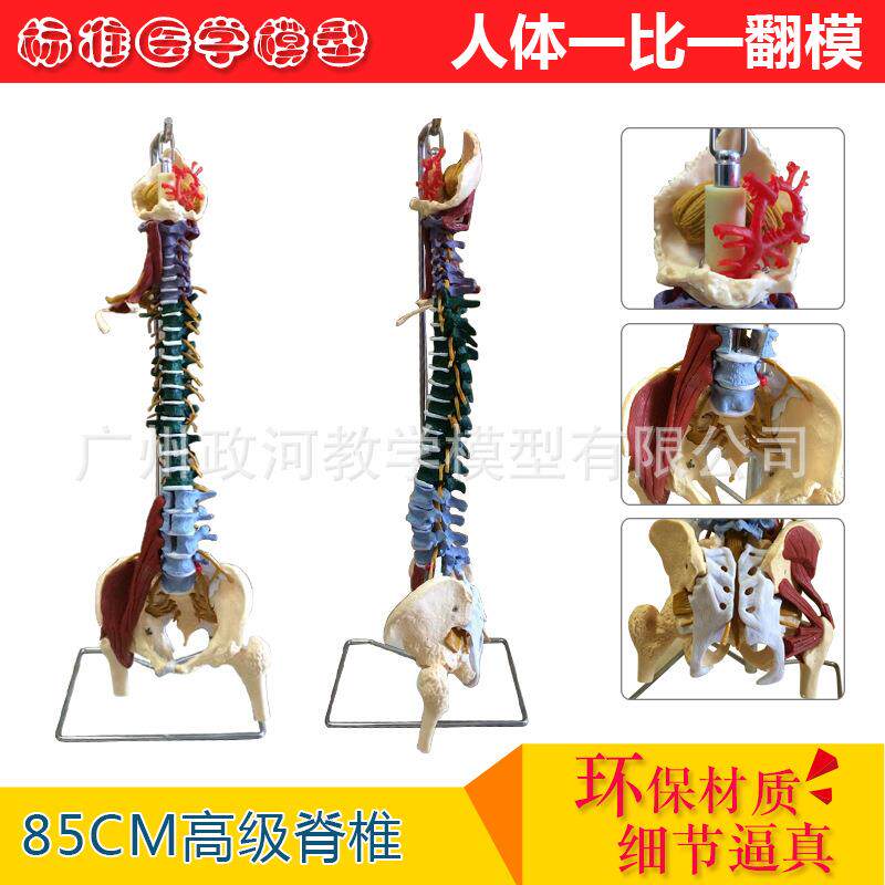 人体脊柱模型1:1成人医学正骨练习骨骼模型颈椎腰椎脊椎骨架模型