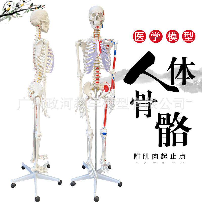 170CM人体骨骼模型附肌肉起止及韧带标本 政河自然教学器材 医用模型