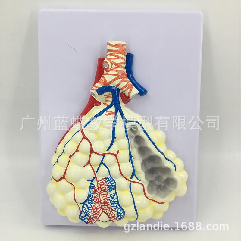 挂板式中型肺泡放大模型 人体肺解剖模型 人体呼吸系统浮雕模型