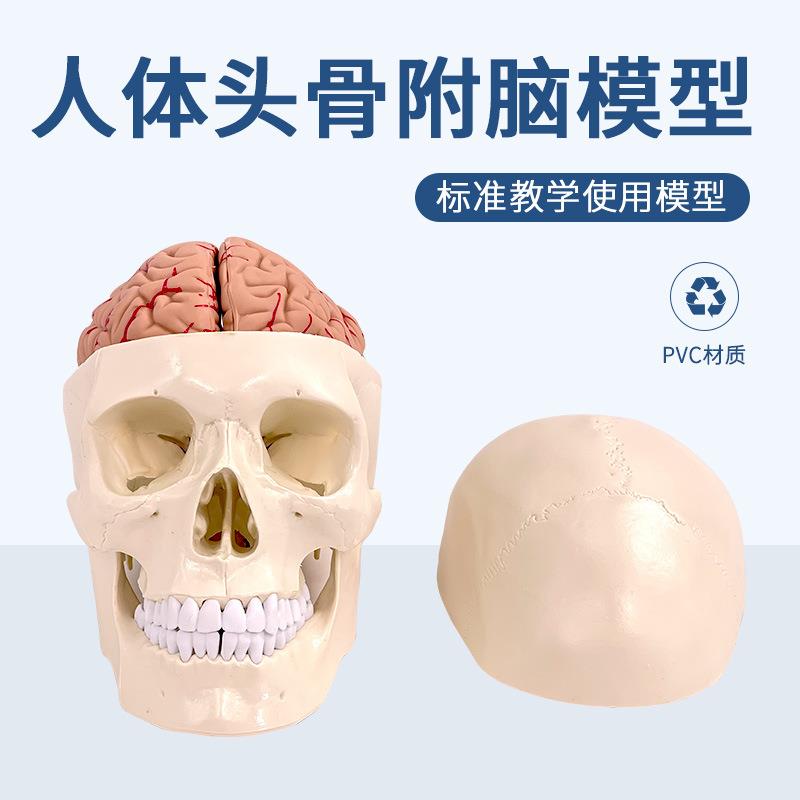 人体头骨模型 头骨附脑模型 头颅骨带大脑解剖模型颅脑结构模型