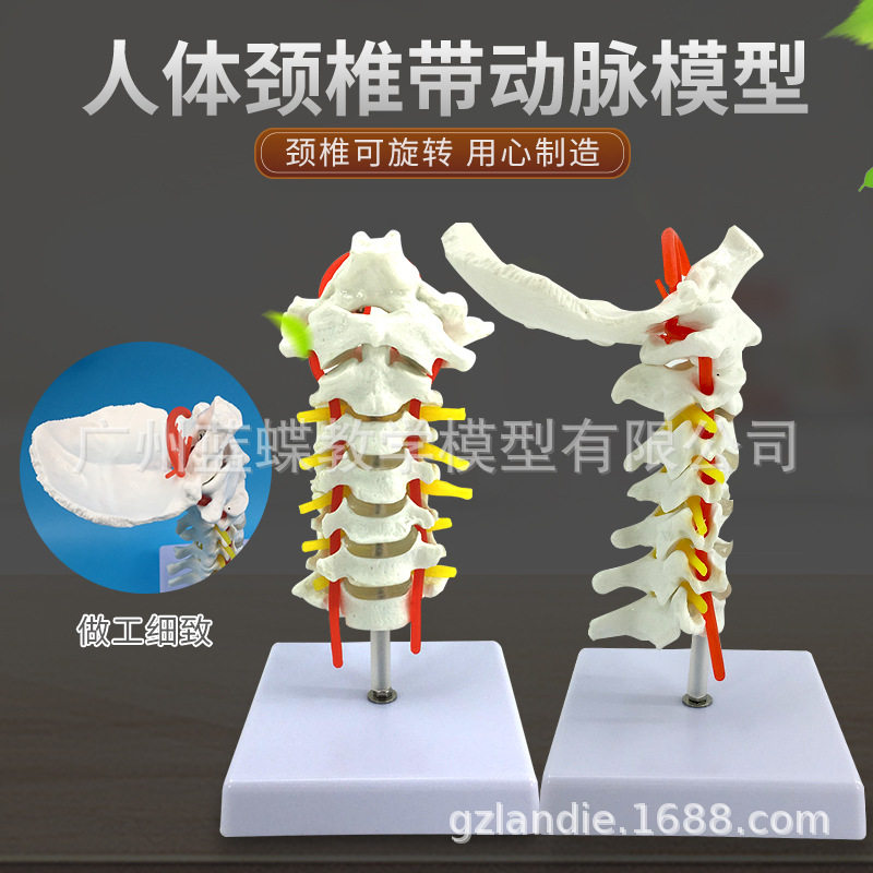 人体7节颈椎带颈动脉 后枕骨 椎间盘与神经教学模型 颈椎模型