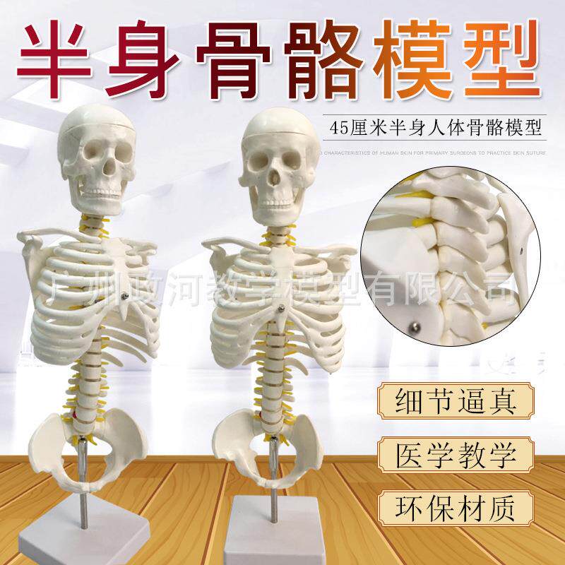 45cm比例半身人体骨骼模型 医用教学模型有支架骨骼模型脊椎模型