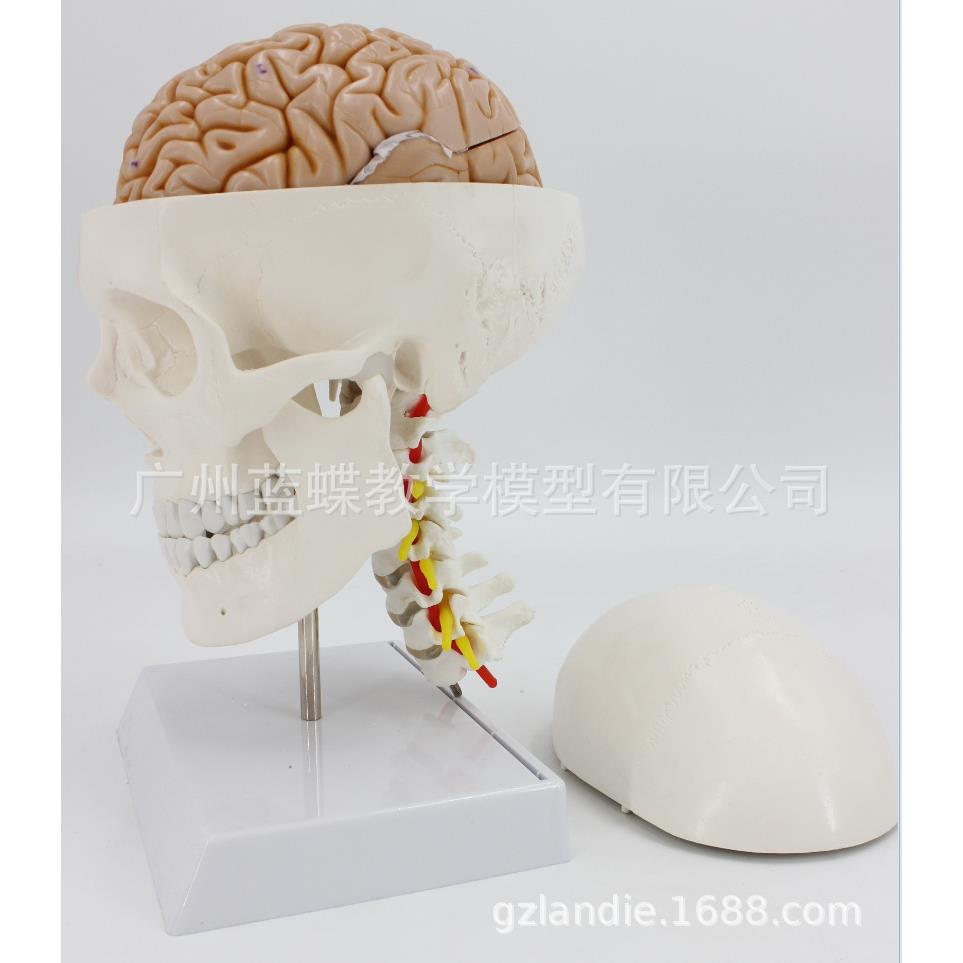 头颅骨模型 头颅骨带颈椎及脑模型 颈动脉 人体头颅脑动脉模型