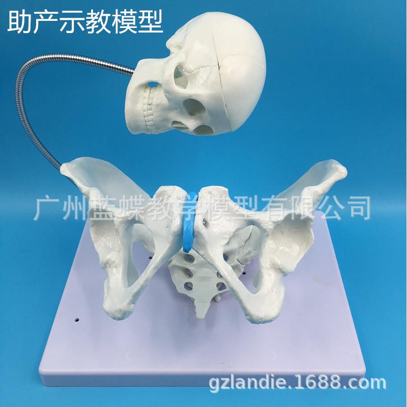 助产示教医学教学模型 骨盆模型 骨骼模型 教学模型 解剖模型