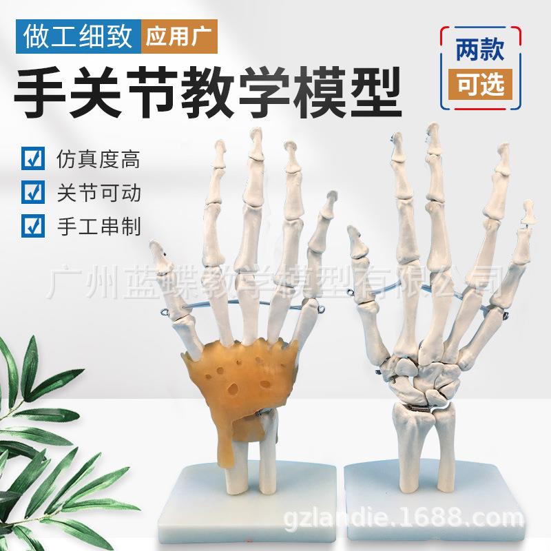 手关节模型 手骨尺骨和桡骨模型人体骨骼 仿真人体手掌骨骼模型