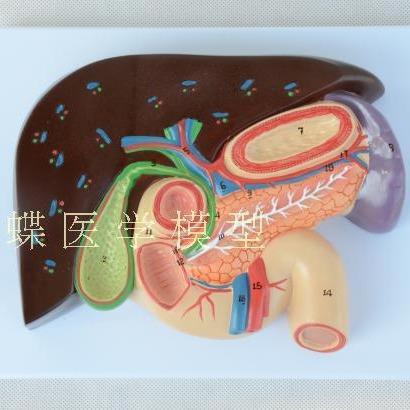 肝胆胰十二指肠胃结构模型 消化科医学 胰腺十二指肠模型