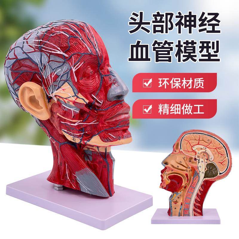 人体头部医学解剖头骨带肌肉神经血管模型型 美容面部神经微整形