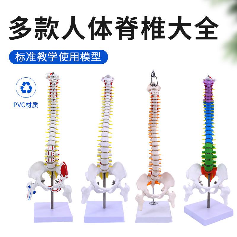 45CM人体脊柱带骨盆及股骨模型 脊神经骨架脊柱脊椎模型 医学教学