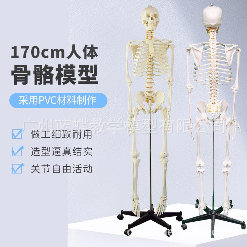 170CM人体骨骼模型骨架全身成人小骷髅教学人体模型（无神经款）