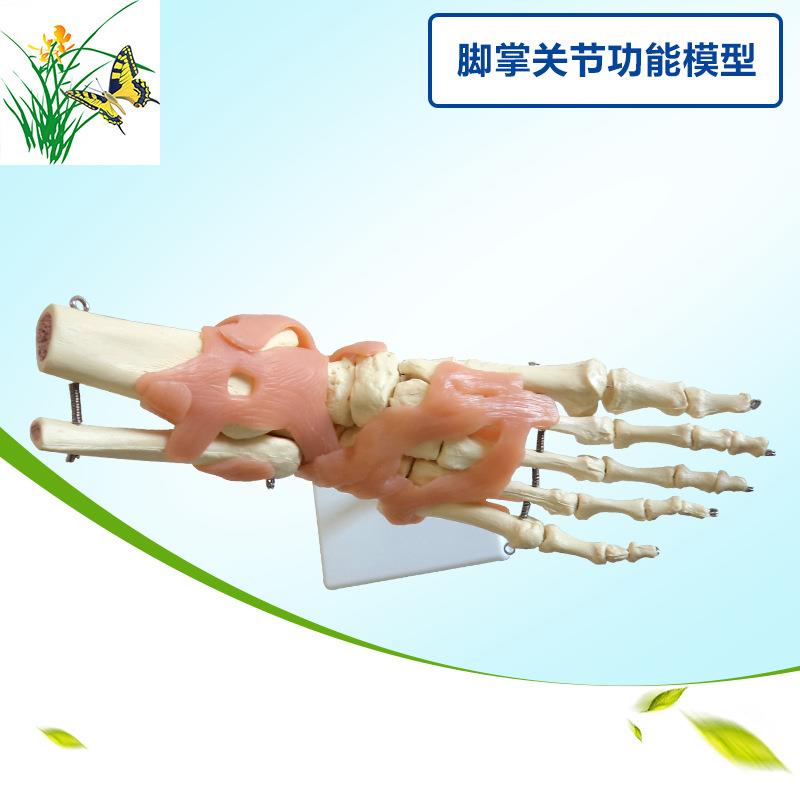 成人脚掌关节功能模型 1:1脚骨模型医学教具 带韧带教学模型