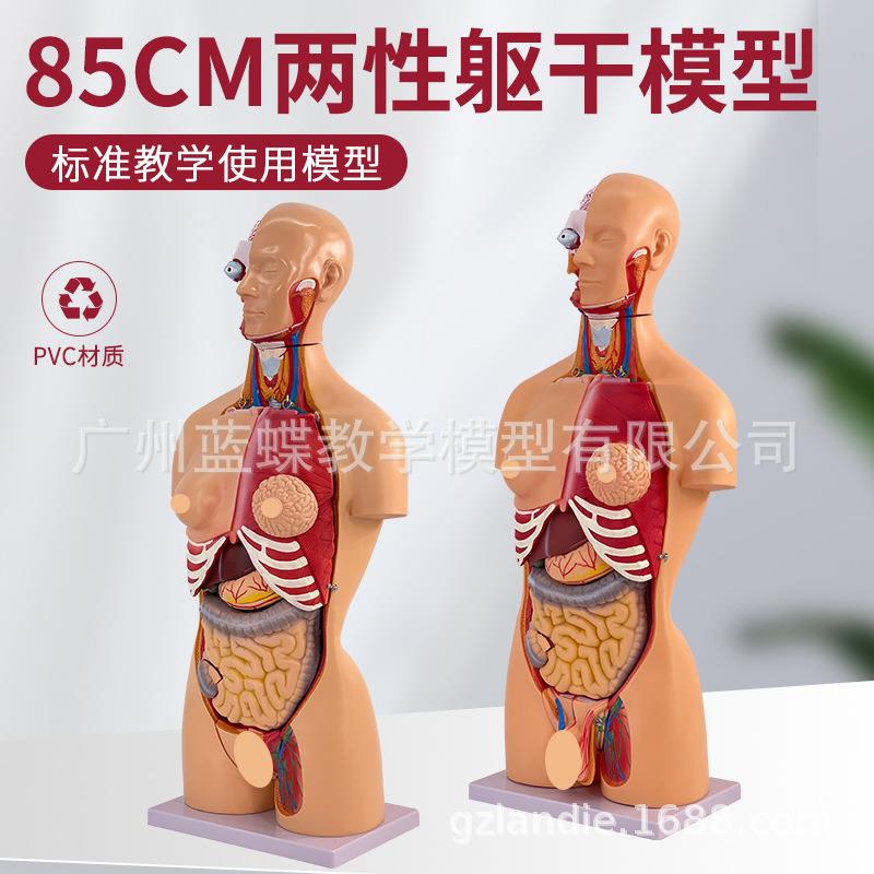 85CM两性躯干模型人体器官结构解剖全身内脏大脑心脏躯干模特教学