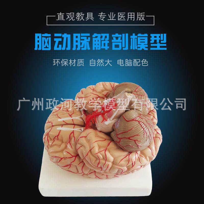 脑模医用 人体大脑解剖模型 脑模型 脑动脉模型 可拆卸9部件