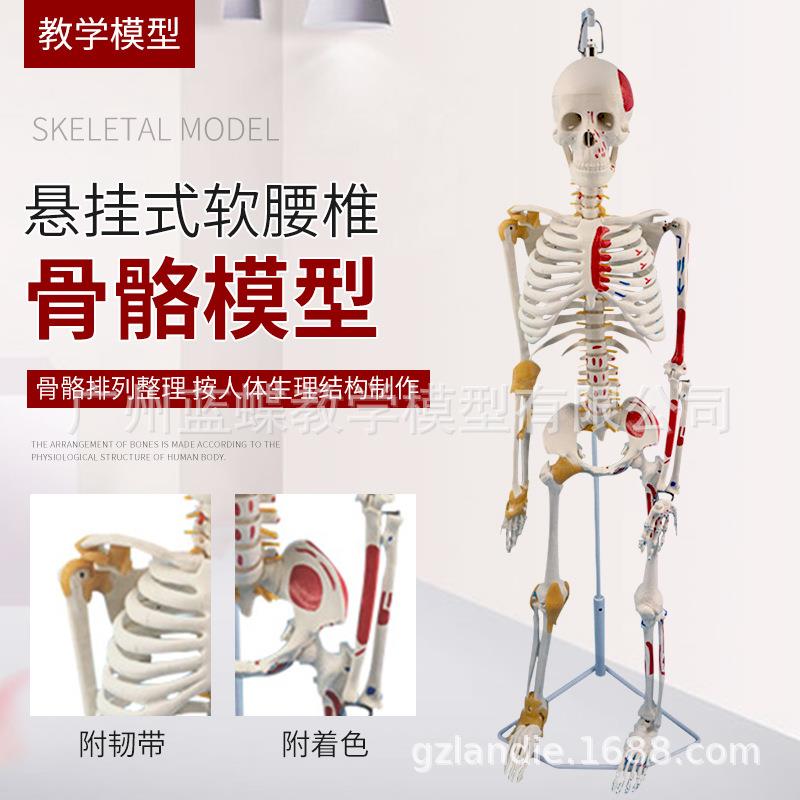 85cm人体骨骼附半边韧带及半边肌肉着色可拆卸医学骨架带肌肉解剖