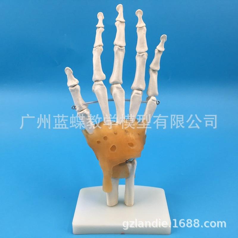 手骨模型手关节模型手骨带韧带手部手掌骨骼结构造模型腕关节结构