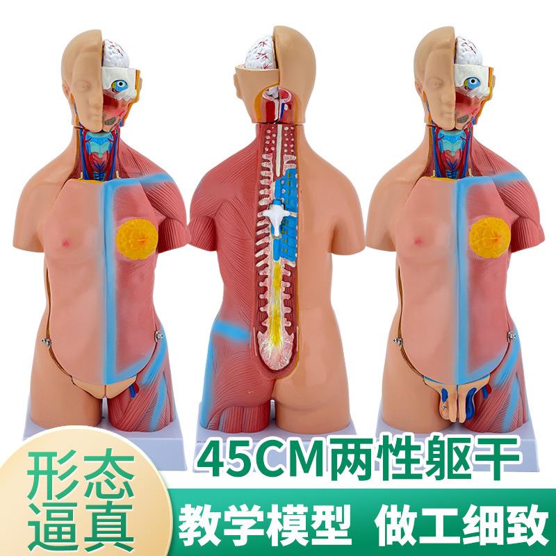 45CM两性躯干可拆23件人体解剖模型器官系统结构图可拆卸医学教学