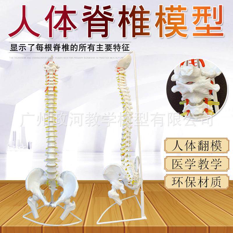 脊椎脊柱模型 脊椎间盘 脊椎神经 枕骨颈胸腰椎模型骨骼教学模型