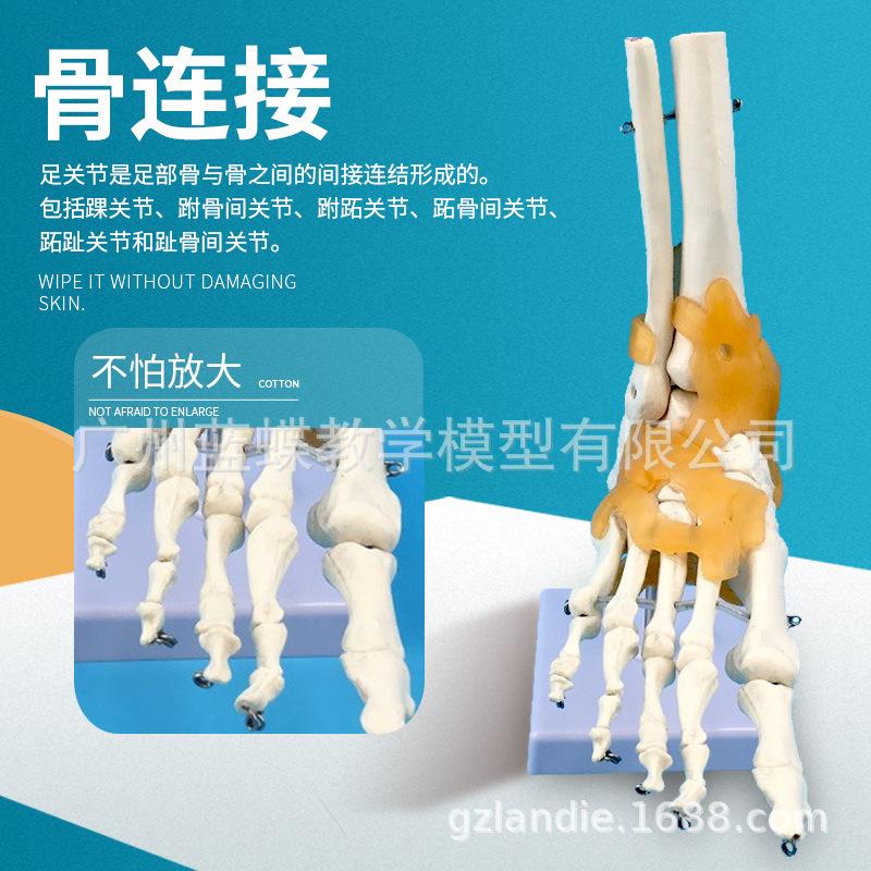 人体脚关节附韧带模型 成人1:1 足关节骨骼运动系统解剖手足外科