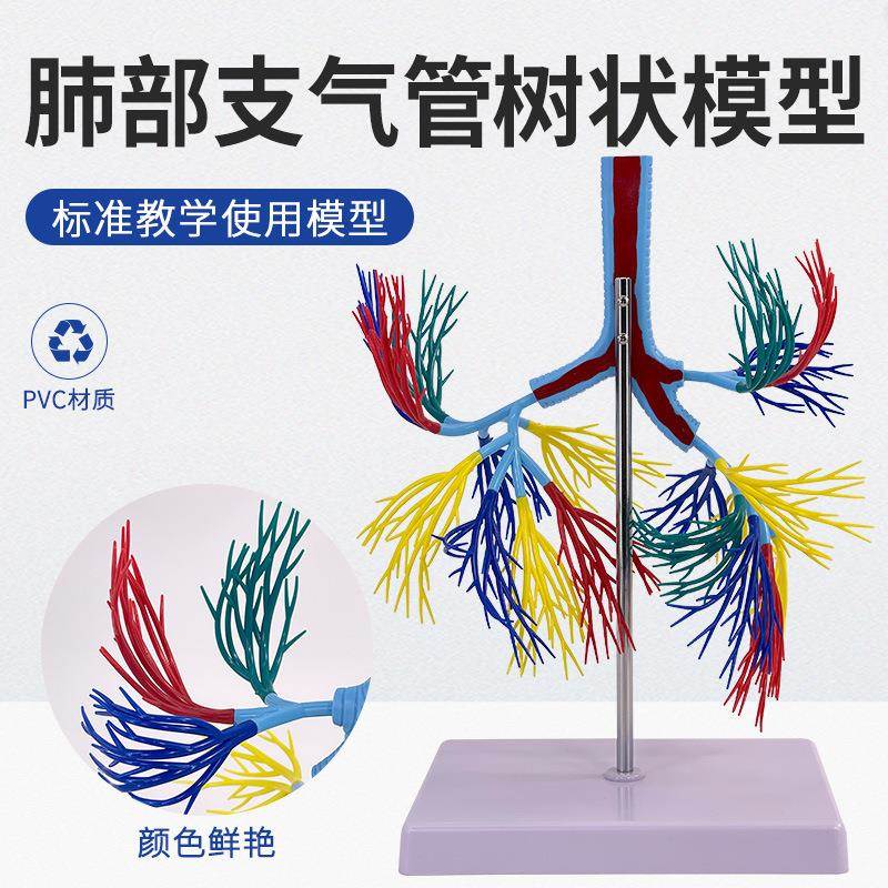 支气管树模型 人体气管解剖模型 支气管树模型 医学教学模型