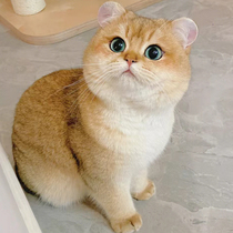 British short gold gradient kitten purebred aristocratic cat 12 colors long hair blue gold purple gold silver gradient short-legged pet cat live animal