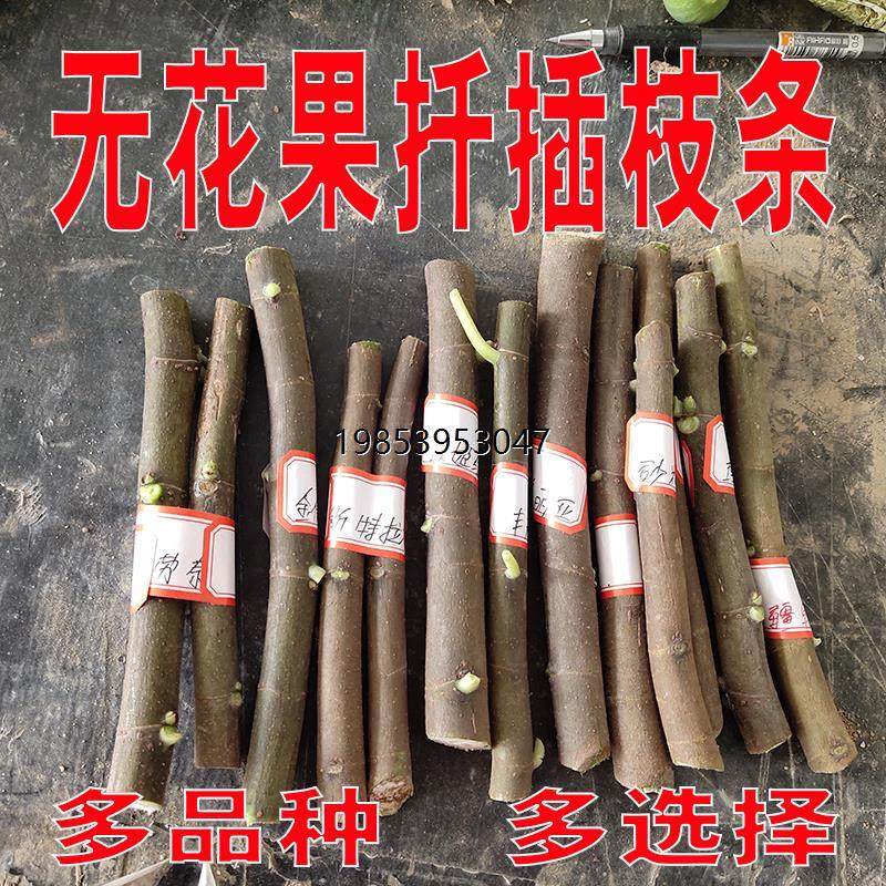 无花果扦插枝条和嫁接枝条有什么区别？波姬红无花果苗适合四季种植吗？-果树-淘宝好物网