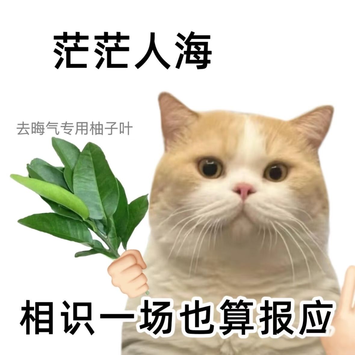 可爱企鹅童装店