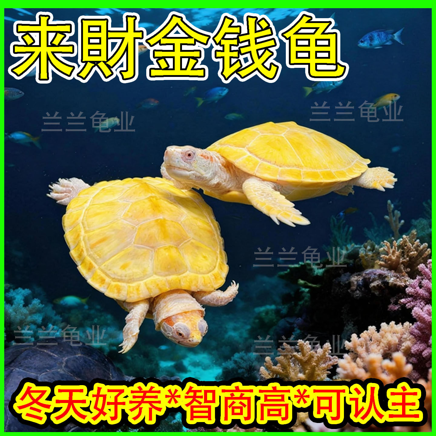 💰 寻找冬日理想宠物？金钱龟来了🐢-龟-淘宝好物网