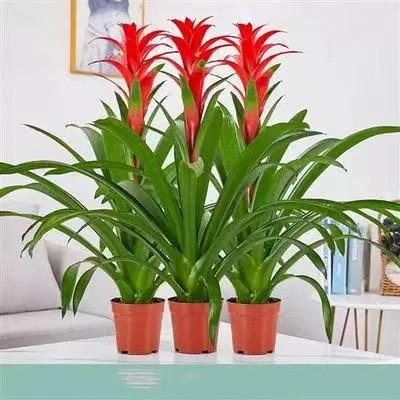 大型鸿运当头盆栽凤梨红掌年宵花卉，室内绿植办公室开业乔迁送礼首选！-红掌-淘宝好物网