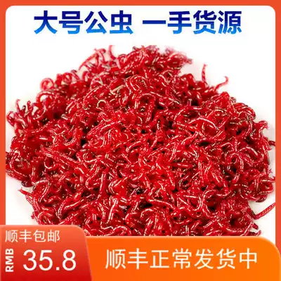 Fresh red insect live bait black head male insect fishing earthworm extra large pull bait blood insect bait