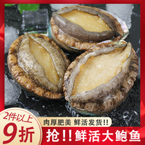 Qingdao fresh large abalone small abalone new seafood aquatic products fresh abalone shellfish commercial 6-10-15-20 heads
