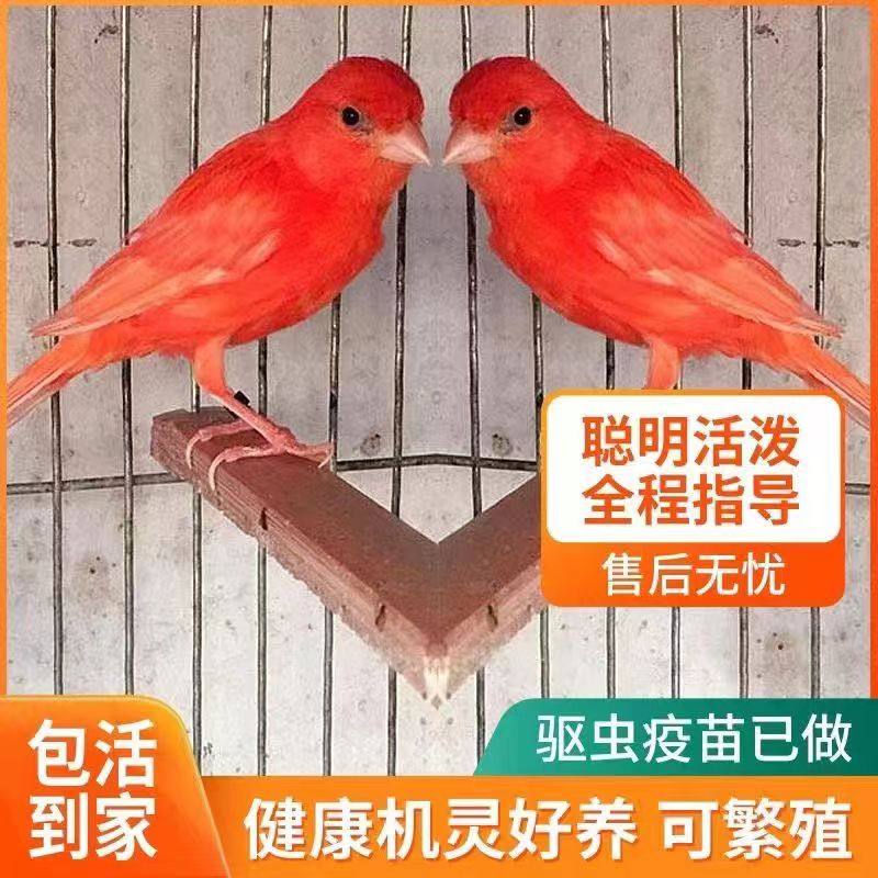 家养繁殖养殖6