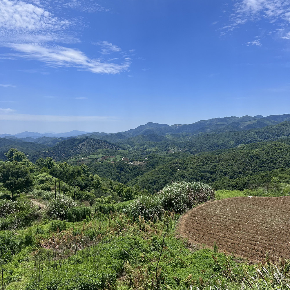 深山草药人家