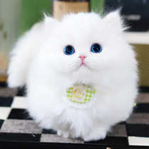 Napoleon dwarf kitten purebred milky white three-flowered tabby gold gradient Minut Manjikang pet cat live