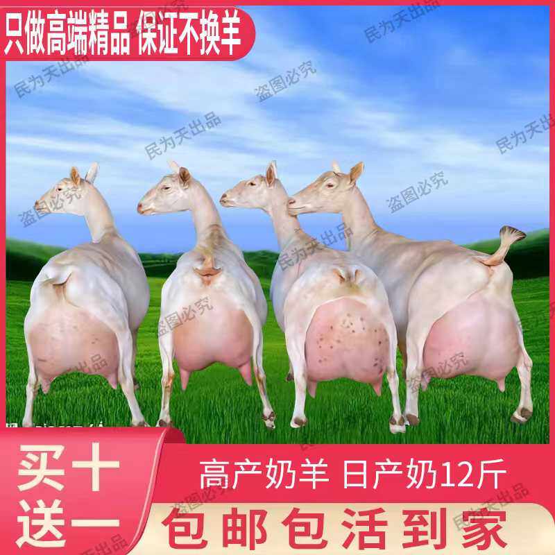 奶山羊选购指南：萨能、吐根堡、黑奶羊，哪款适合你？🌟深度解读--淘宝