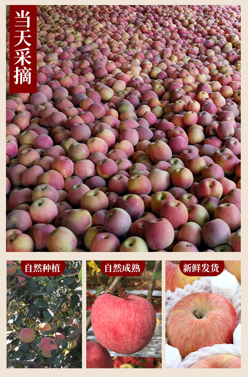 图片[6]-新疆阿克苏冰糖心苹果_正宗产地新鲜水果_原生态脆甜苹果-阿克苏华丰果业官网