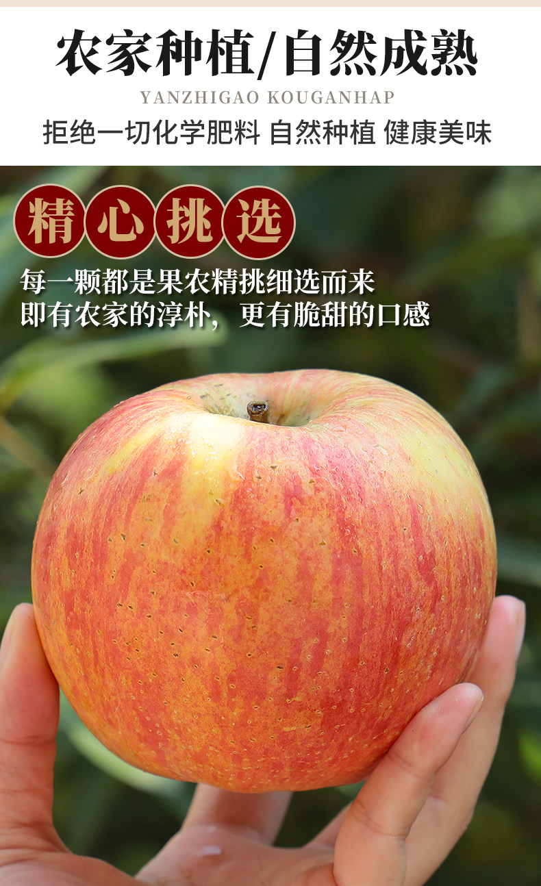 图片[7]-新疆阿克苏冰糖心苹果_正宗产地新鲜水果_原生态脆甜苹果-阿克苏华丰果业官网