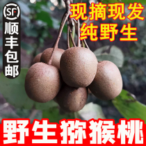Zhejiang No Fur Wild Kiwi Fruit Fresh Vine Pear Pregnant Woman Fruit Bubble Wine Small Clay Macaque Soft Date Yangpeach 5 Cati