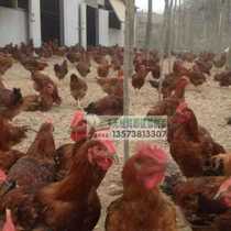 High-end chicken mouth snap ring chicken glasses without bolts Xinke Agriculture anti-chicken feather pecking small and large breeding pheasants