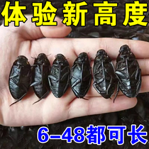 (Good news for short people) Grow taller stickers to grow taller new technology for short people to grow taller within 5-30 cm insole stickers