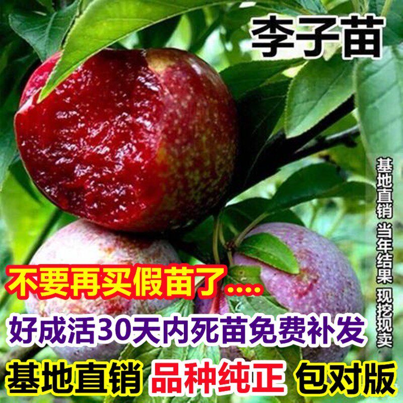 黄金奈李苗怎么种?南方李子果树苗地栽当年结果秘籍来了!-好物推荐-淘宝好物网