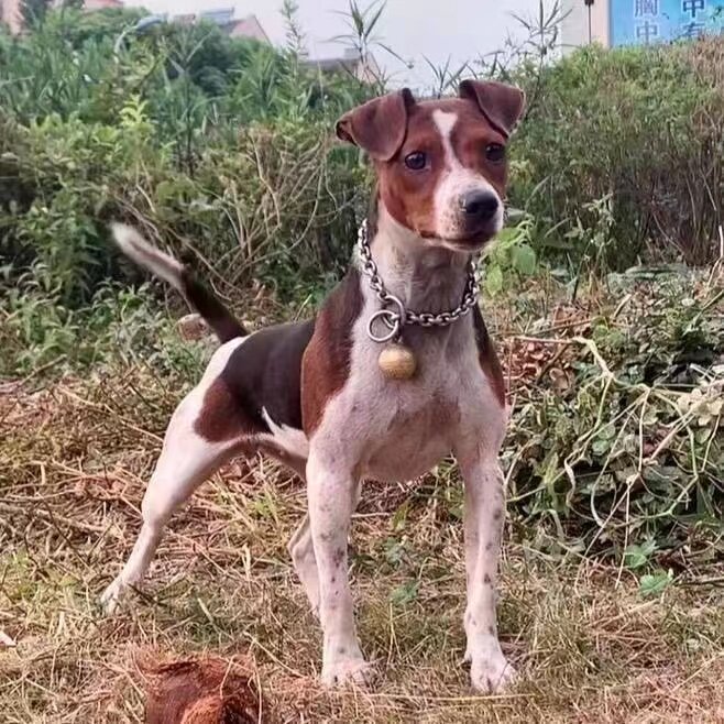🐾 家庭守护者 - 太仓猎犬中型犬狩猎犬 🐾-狗狗-淘宝好物网