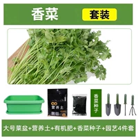 [Кориандр] Зеленый болтал+10L питательная почва+удобрения+четырехместный набор