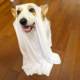 Corgi dog clothes Halloween cosplay ghost costume small and medium-sized pet dog cloak hood transformation costume