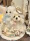 [Material Pack] Bichon Teddy Dog Handmade Joint Doll Puppy DIY Material Pack Sewing Fabric Doll